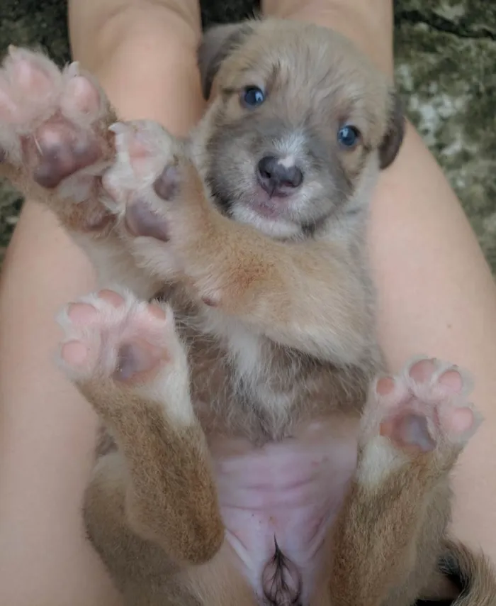 Cachorro raça SRD-ViraLata idade Abaixo de 2 meses nome Não têm nome