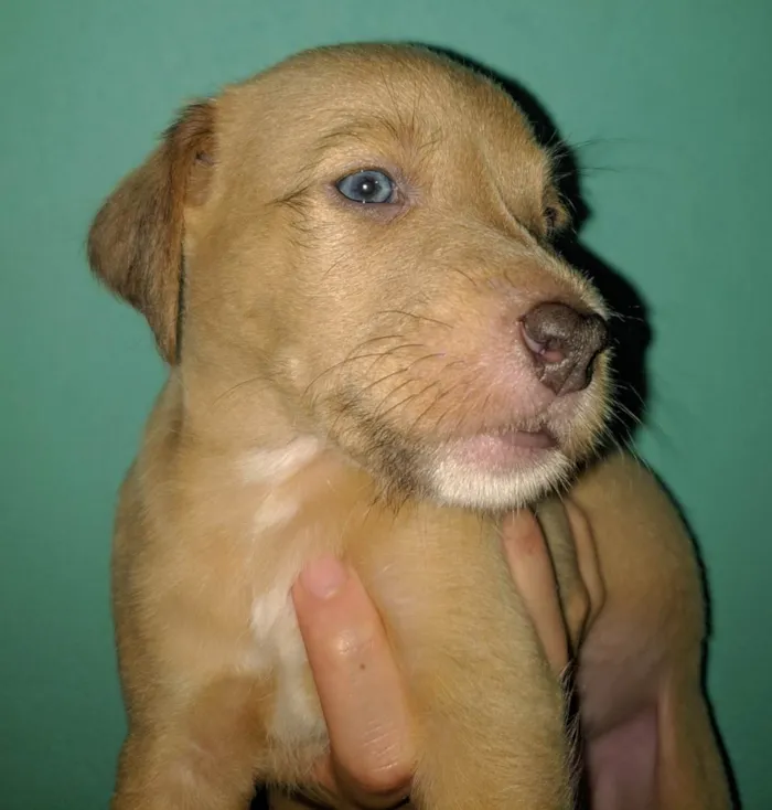 Cachorro raça SRD-ViraLata idade Abaixo de 2 meses nome Não têm nome