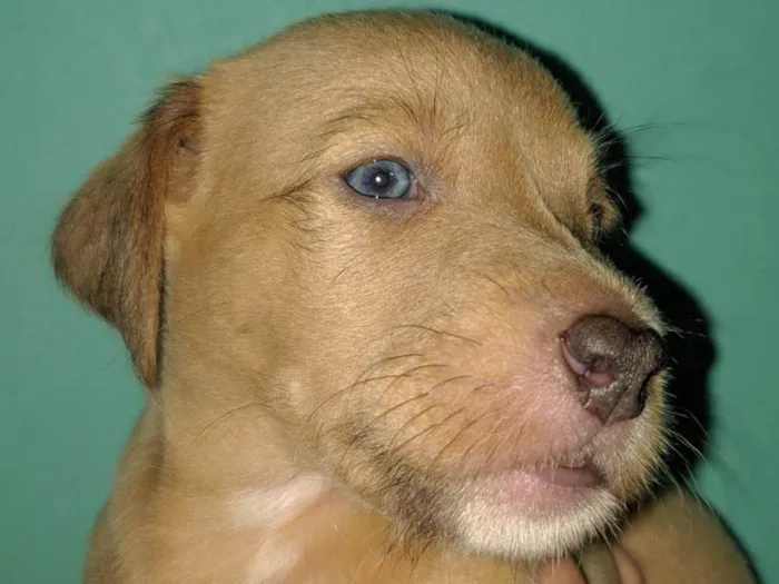 Cachorro raça SRD-ViraLata idade Abaixo de 2 meses nome Não têm nome