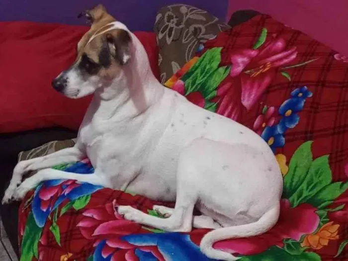 Cachorro ra a  idade 3 anos nome Lilica