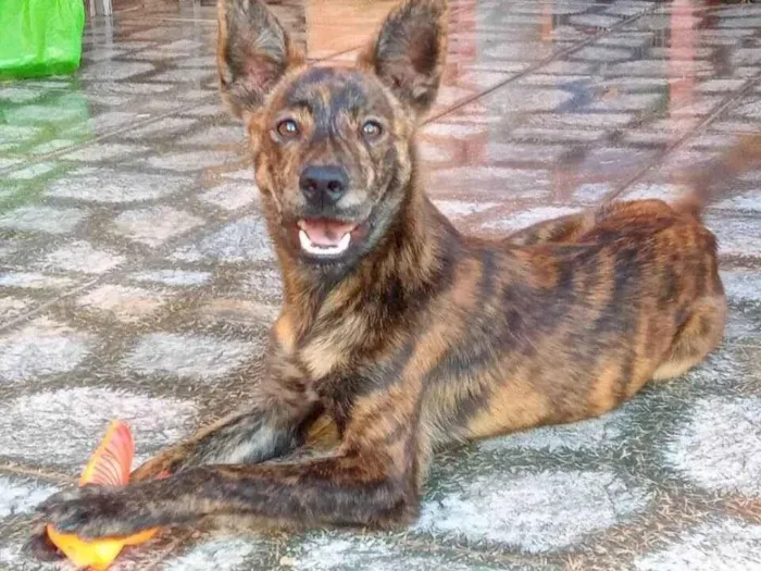 Cachorro ra a Viralata idade 7 a 11 meses nome Tigrão 