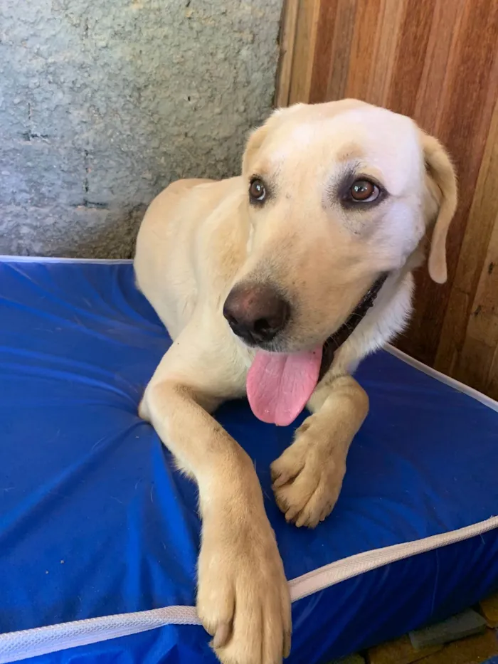 Cachorro ra a Sem raca  idade 2 anos nome Polar