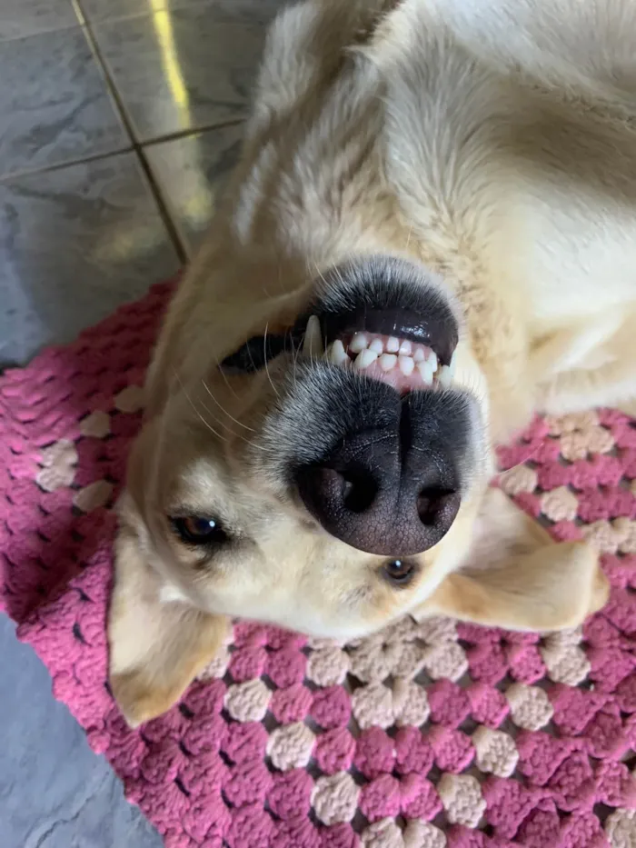 Cachorro ra a Sem raca  idade 2 anos nome Polar