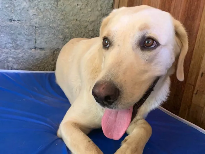 Cachorro ra a Sem raca  idade 2 anos nome Polar