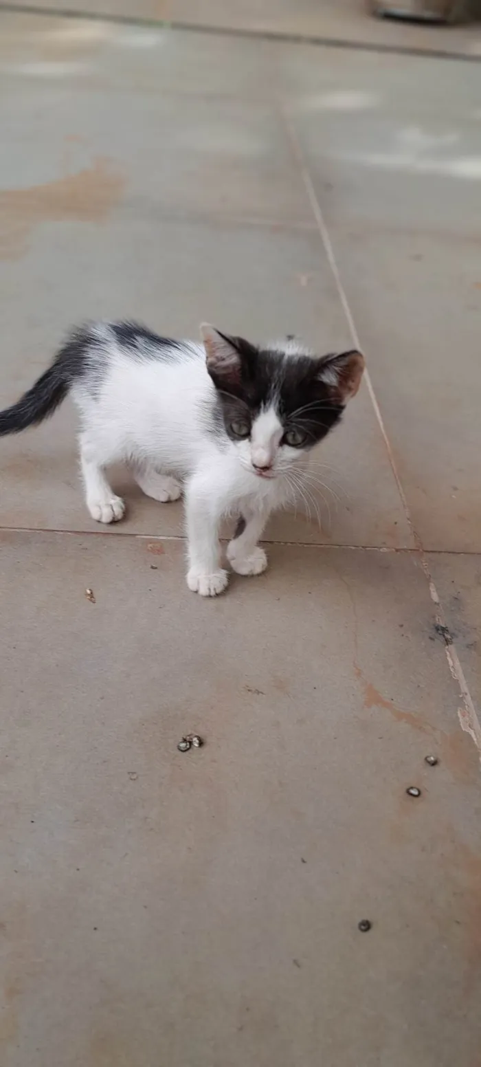 Gato ra a SRD-ViraLata idade Abaixo de 2 meses nome Sem nome 