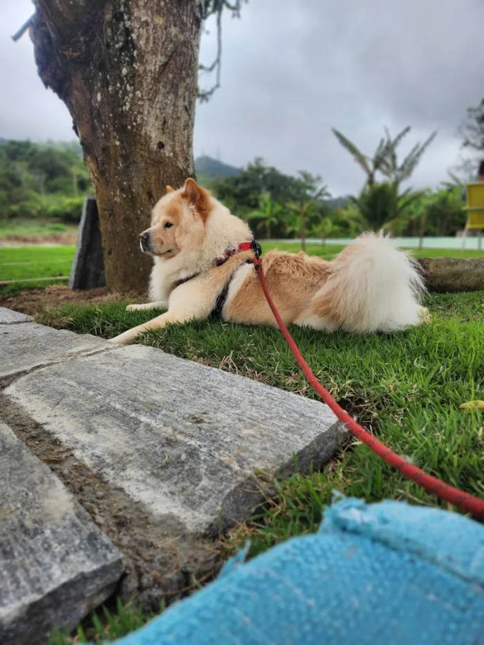 Cachorro ra a Chow Chow idade 2 anos nome Aslan