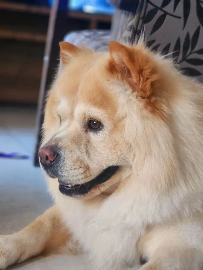 Cachorro ra a Chow Chow idade 2 anos nome Aslan
