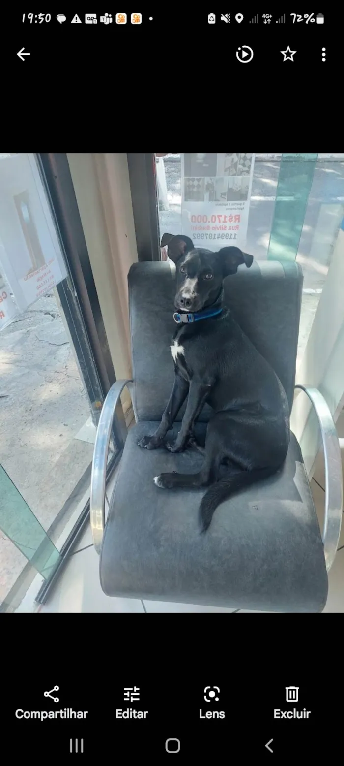 Cachorro raça SRD-ViraLata idade 7 a 11 meses nome Jão