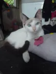 Lua