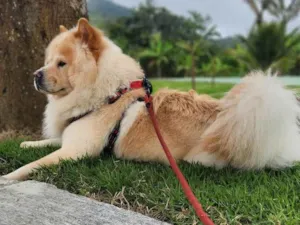 Cachorro raça Chow Chow idade 2 anos nome Aslan