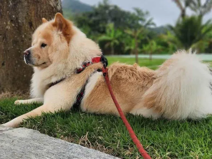 Cachorro ra a Chow Chow idade 2 anos nome Aslan