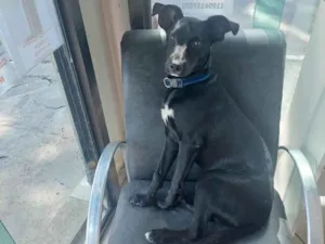 Cachorro raça SRD-ViraLata idade 7 a 11 meses nome Jão