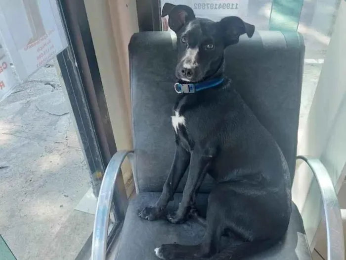 Cachorro raça SRD-ViraLata idade 7 a 11 meses nome Jão