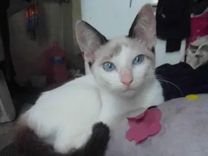 Gato raça Siames idade 2 a 6 meses nome Lua