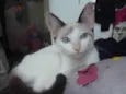 Lua