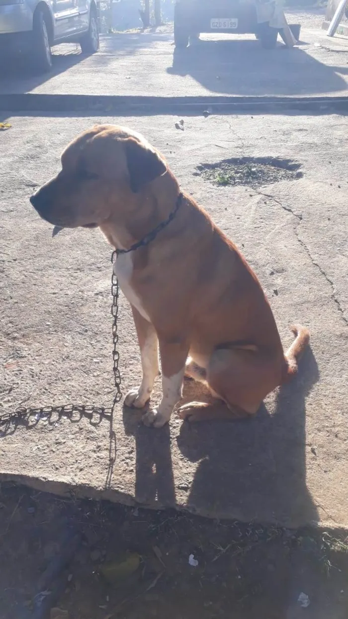 Cachorro ra a SRD-ViraLata idade 5 anos nome GRATIFICA - Sadam 