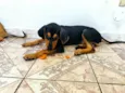 Gaspar