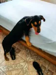 Gaspar