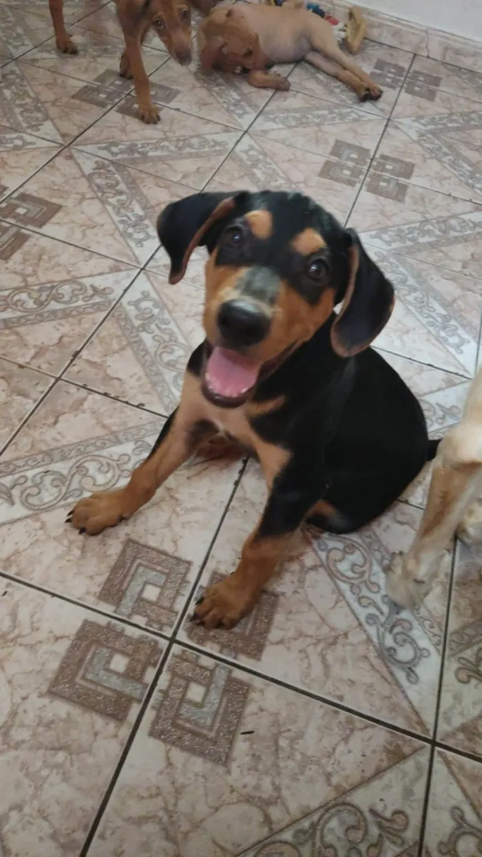 Cachorro ra a SRD idade 2 a 6 meses nome Gaspar