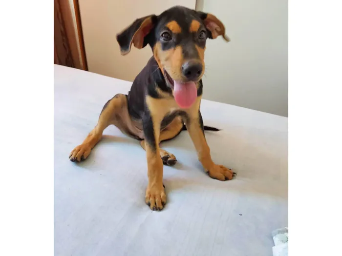 Cachorro ra a SRD idade 2 a 6 meses nome Gaspar