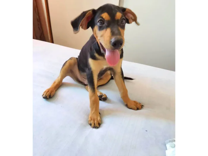 Cachorro ra a SRD idade 2 a 6 meses nome Gaspar