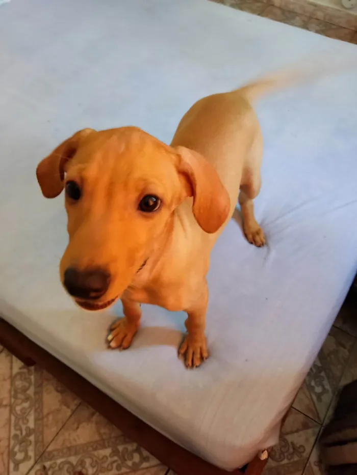 Cachorro ra a SRD idade 2 a 6 meses nome Catarina