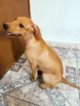 Catarina