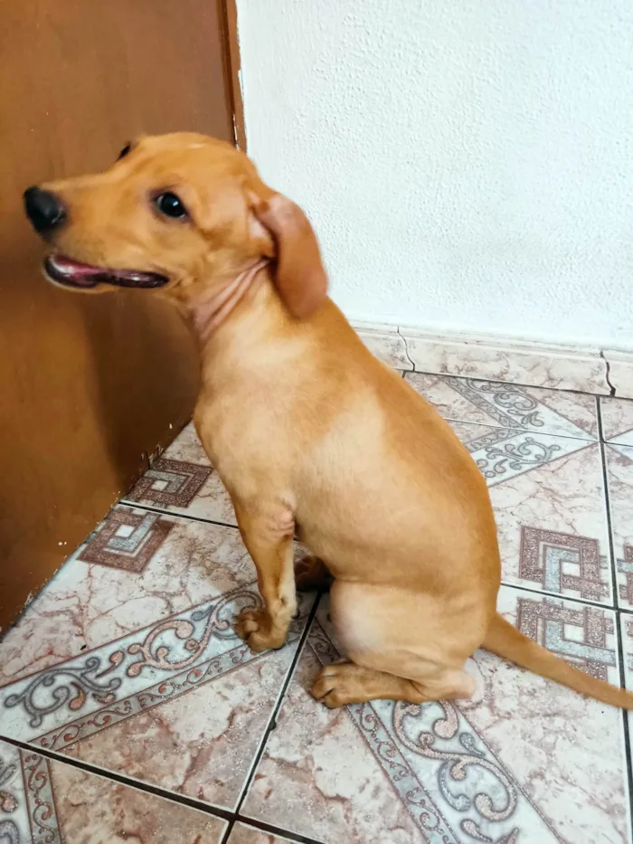 Cachorro ra a SRD idade 2 a 6 meses nome Catarina