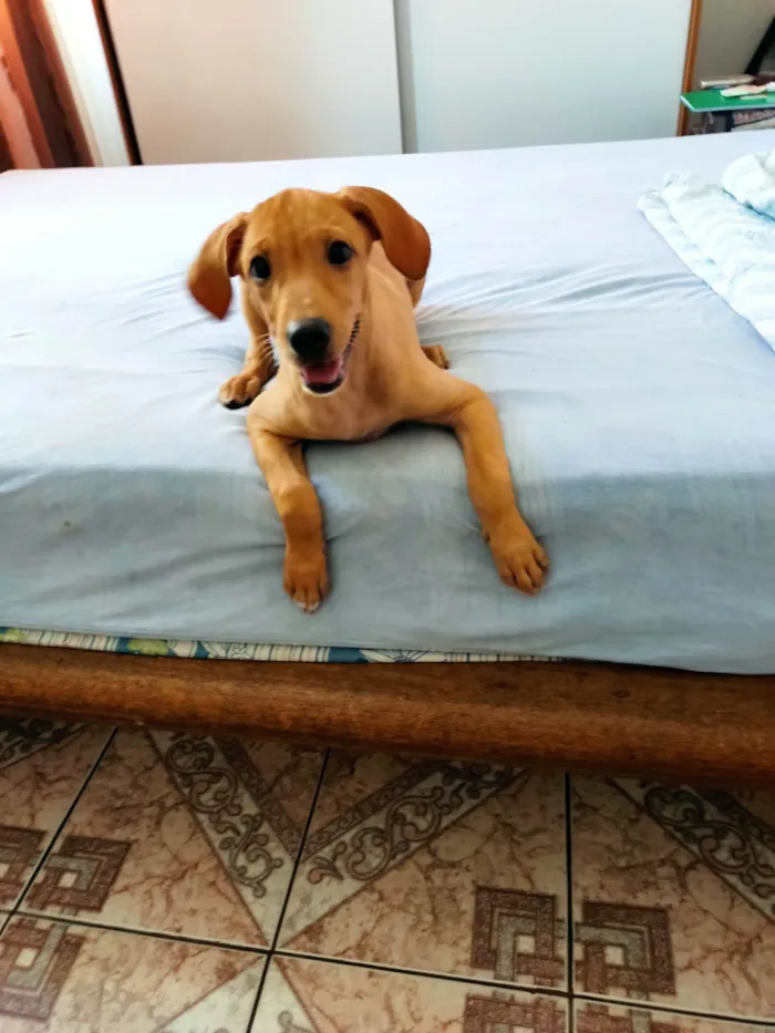 Cachorro ra a SRD idade 2 a 6 meses nome Catarina