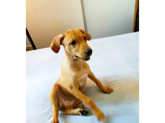 Cachorro ra a SRD idade 2 a 6 meses nome Catarina