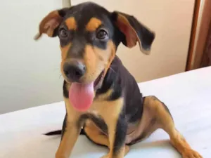 Cachorro raça SRD idade 2 a 6 meses nome Gaspar