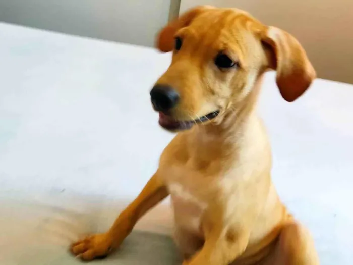 Cachorro ra a SRD idade 2 a 6 meses nome Catarina