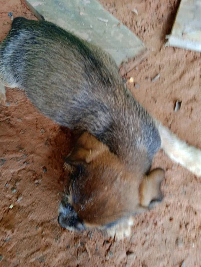 Cachorro ra a Desconhecido  idade Abaixo de 2 meses nome Filhote abandonado 