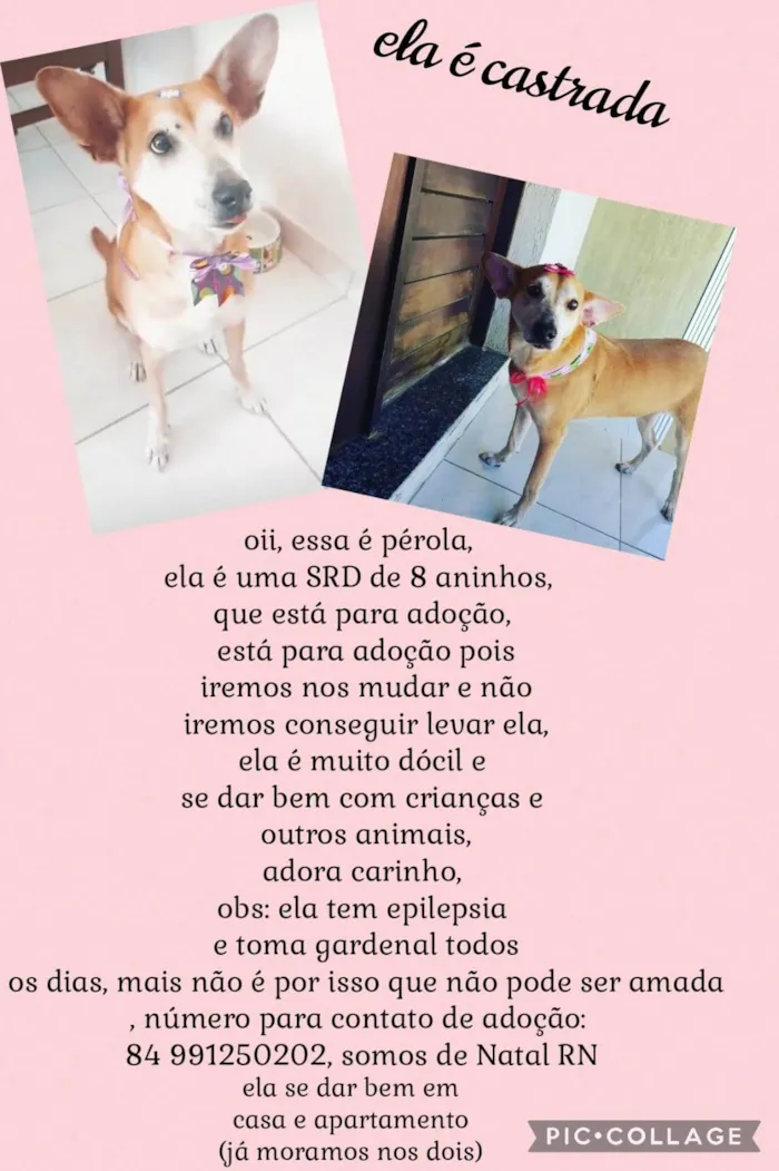 Cachorro ra a SRD-ViraLata idade 6 ou mais anos nome Pérola 