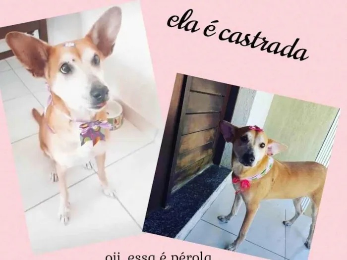 Cachorro ra a SRD-ViraLata idade 6 ou mais anos nome Pérola 