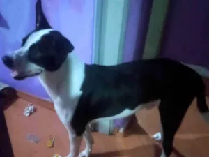 Cachorro raça Srd idade 1 ano nome Jake