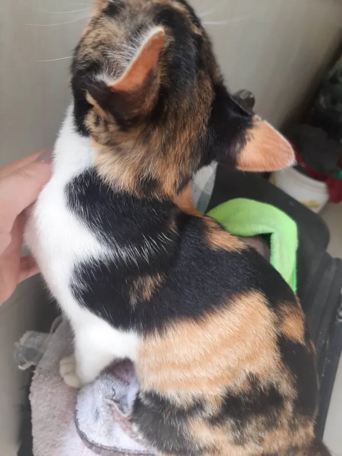Gato raça SRD-ViraLata idade 2 a 6 meses nome Kiara