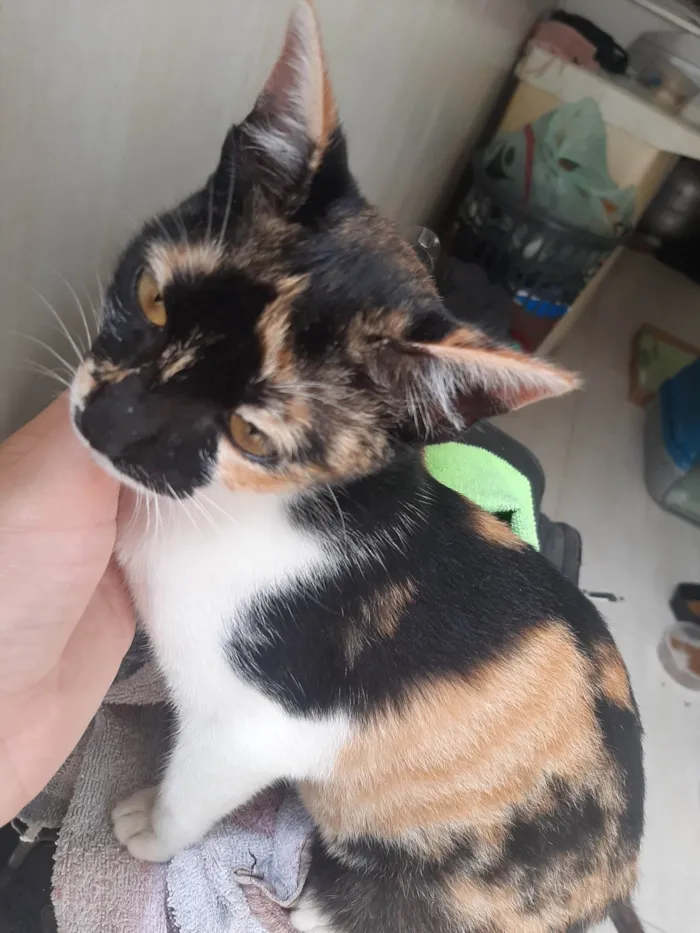 Gato raça SRD-ViraLata idade 2 a 6 meses nome Kiara