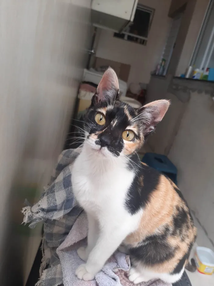 Gato raça SRD-ViraLata idade 2 a 6 meses nome Kiara