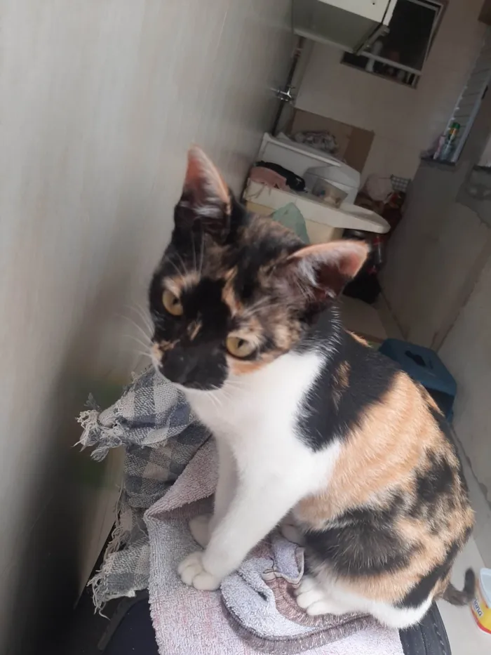 Gato raça SRD-ViraLata idade 2 a 6 meses nome Kiara