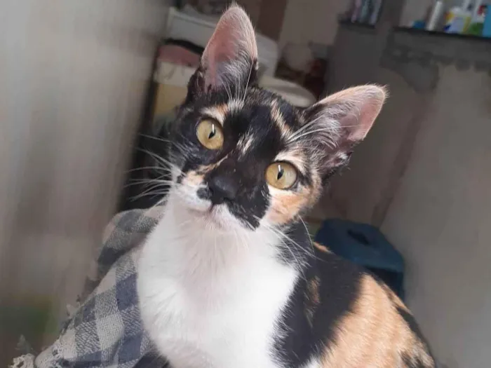 Gato raça SRD-ViraLata idade 2 a 6 meses nome Kiara