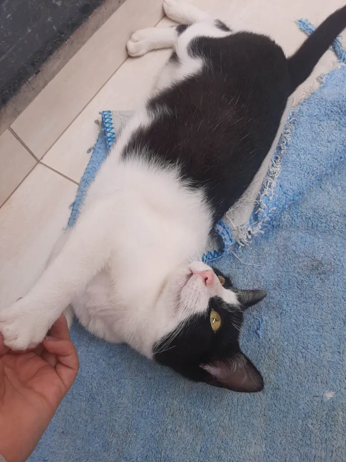 Gato raça SRD-ViraLata idade 2 a 6 meses nome Frajola