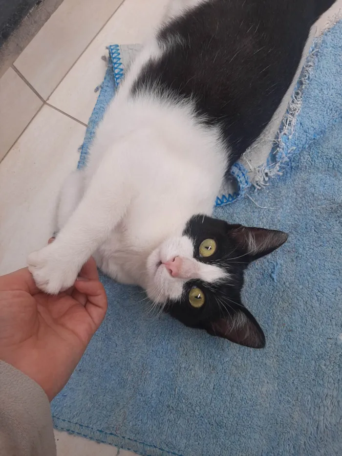 Gato raça SRD-ViraLata idade 2 a 6 meses nome Frajola
