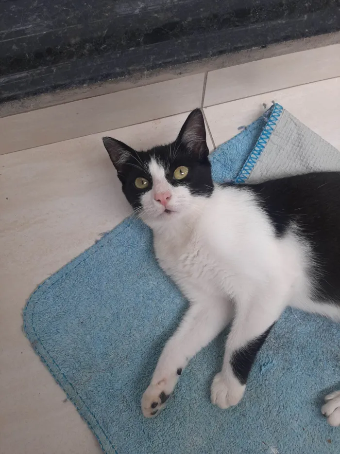 Gato raça SRD-ViraLata idade 2 a 6 meses nome Frajola