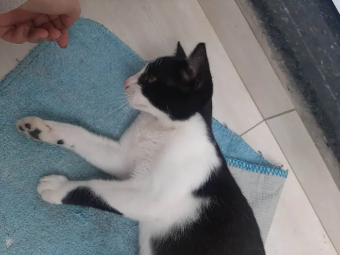 Gato raça SRD-ViraLata idade 2 a 6 meses nome Frajola