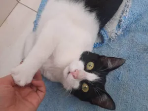 Gato raça SRD-ViraLata idade 2 a 6 meses nome Frajola