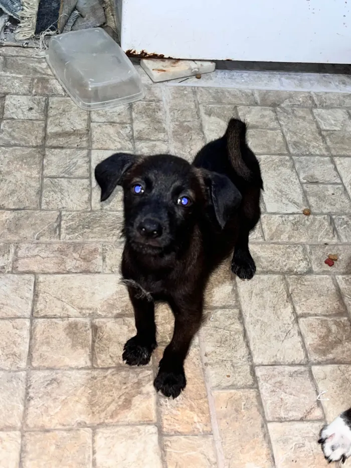 Cachorro ra a vira lata idade 2 a 6 meses nome Sem nome