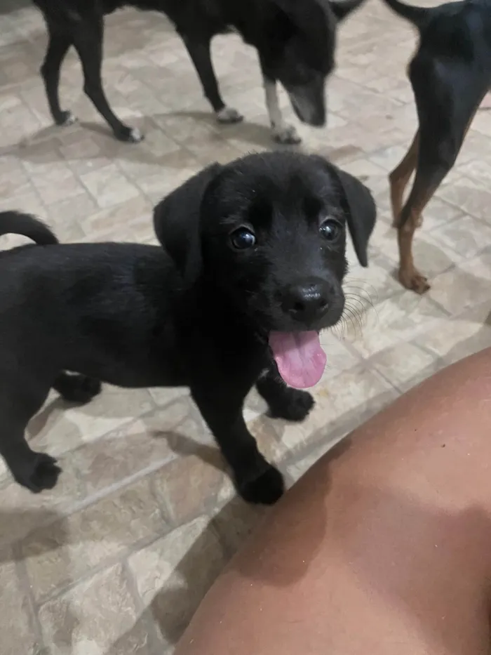 Cachorro ra a vira lata idade 2 a 6 meses nome Sem nome