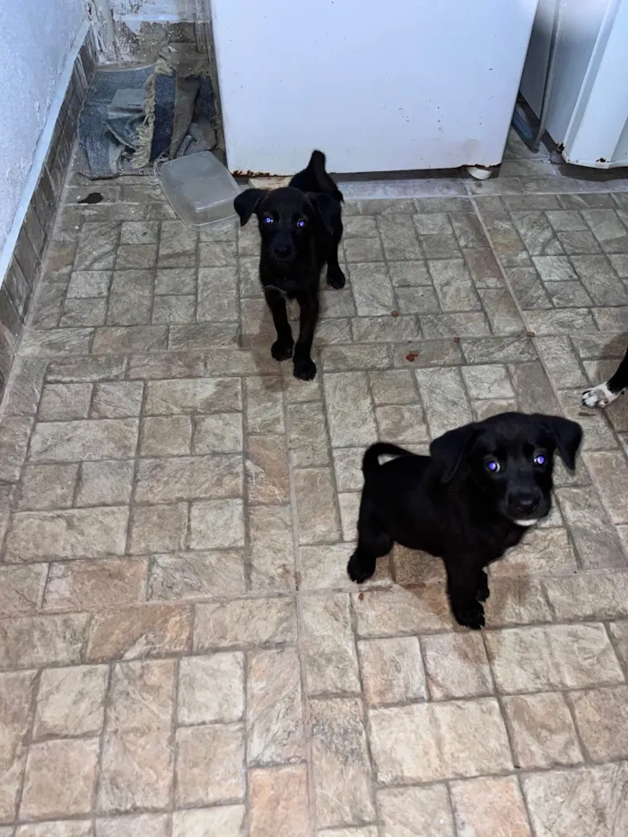 Cachorro ra a vira lata idade 2 a 6 meses nome Sem nome