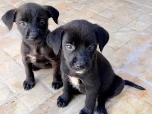 Cachorro raça vira lata idade 2 a 6 meses nome Sem nome